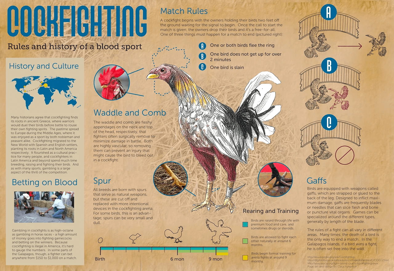 Cockfighting infographic